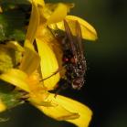 2008jul04 at Inuvik:  Fly on ragwort note red spots on fly