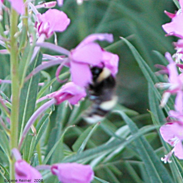 IMG 2008-Jul04 at Inuvik:  Bumblebee (Bombus sp) on Tall fireweed (Epilobium augustifolium) bad