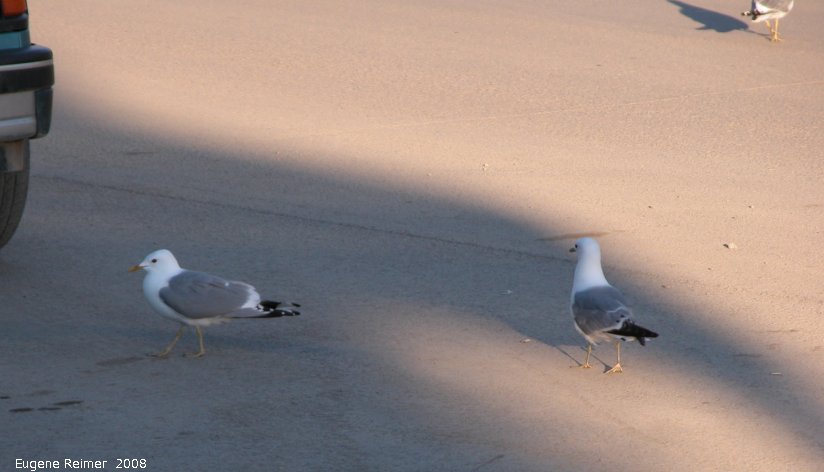IMG 2008-Jul04 at downtown Inuvik under the midnight sun:&nbsp; Seagull (Laridae sp) several near outdoor hotdog-vendor