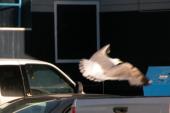 Seagull: in flight