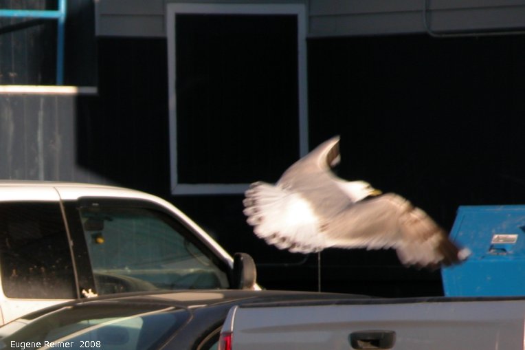 IMG 2008-Jul04 at downtown Inuvik under the midnight sun:  Seagull (Laridae sp) in flight