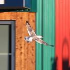Seagull: in flight
