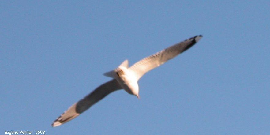 IMG 2008-Jul04 at downtown Inuvik under the midnight sun:  Seagull (Laridae sp) in flight