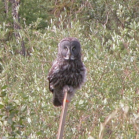 IMG 2008-Jul05 at near FrogCreek:  Great grey owl (Strix nebulosa)