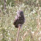 Great grey owl: