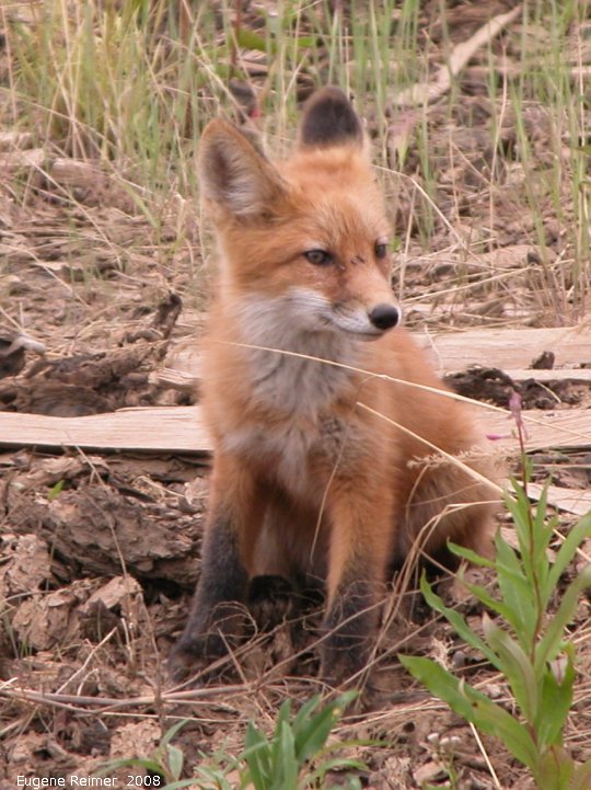 IMG 2008-Jul05 at near FortMacpherson-NT:  Red fox (Vulpes vulpes) kit