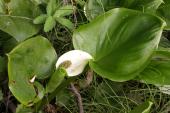 Calla lily: plant