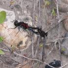 Dragonfly: mating pair