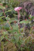 Arctic spirea: plant in bud