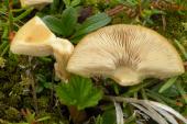 ?: mushroom