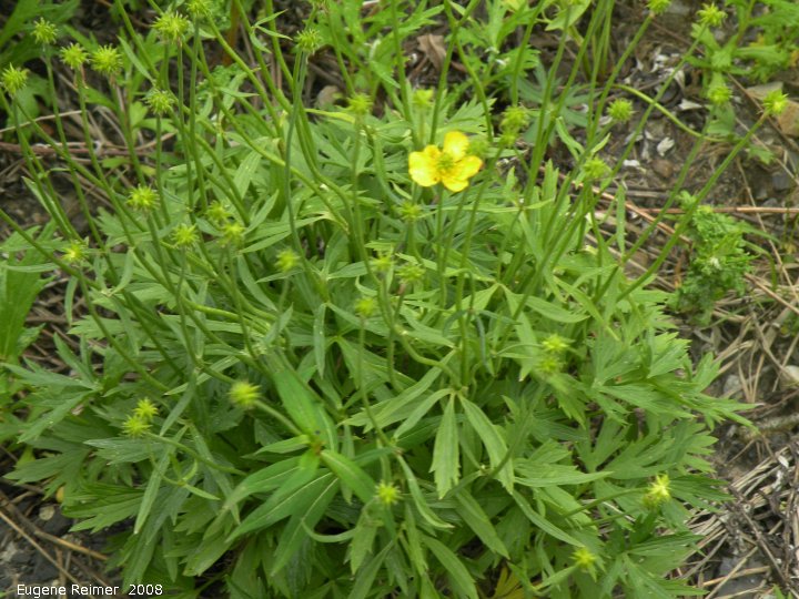 IMG 2008-Jul05 at the RichardsonMountains 120km N of EaglePlains-YT (Doris's camera):&nbsp; Yellow avens (Geum aleppicum)?