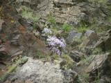 wildflowers: on rocky slope