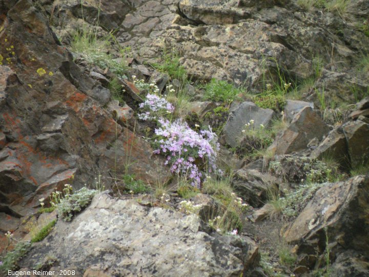 IMG 2008-Jul05 at the RichardsonMountains 120km N of EaglePlains-YT (Doris's camera):&nbsp; wildflowers on rocky slope
