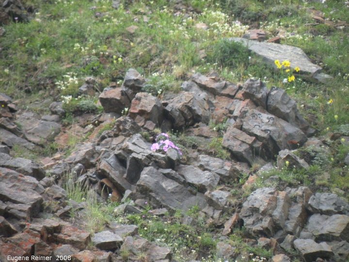 IMG 2008-Jul05 at the RichardsonMountains 120km N of EaglePlains-YT (Doris's camera):  wildflowers on rocky slope
