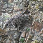 birdnest: on rocky slope
