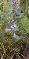 Marsh skullcap=Scutellaria galericulata: plant with flowers
