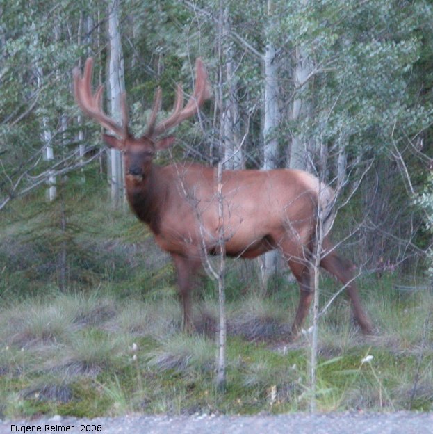 IMG 2008-Jul06 at KlondikeHwy N of Whitehorse:  Elk (Cervus canadensis)