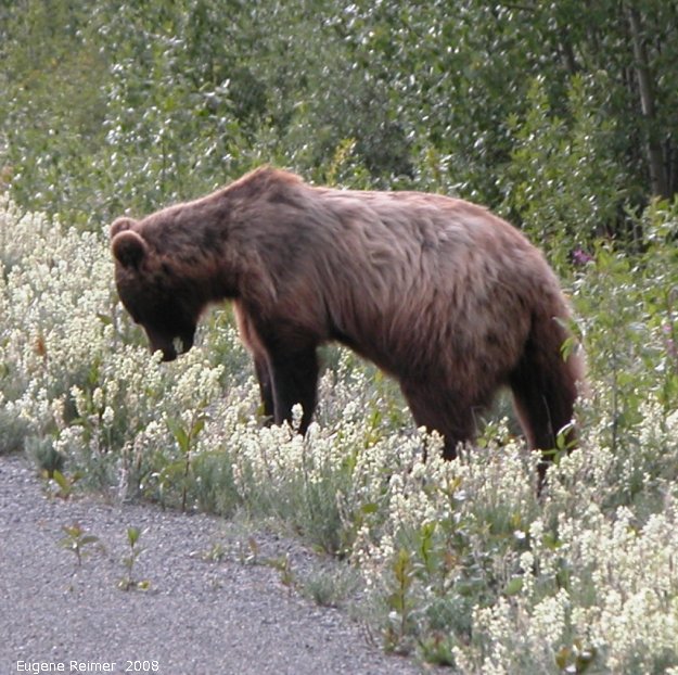IMG 2008-Jul07 at the AlaskaHwy NW of HainesJunction-YT:  Grizzly bear (Ursus arctos horribilis) eating locoweed