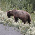 Grizzly bear: eating locoweed