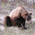 Grizzly bear: scratching herself