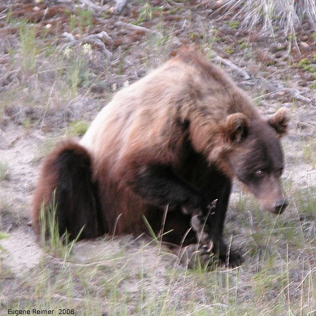 IMG 2008-Jul07 at the AlaskaHwy NW of HainesJunction-YT:  Grizzly bear (Ursus arctos horribilis) scratching herself