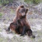Grizzly bear: scratching herself