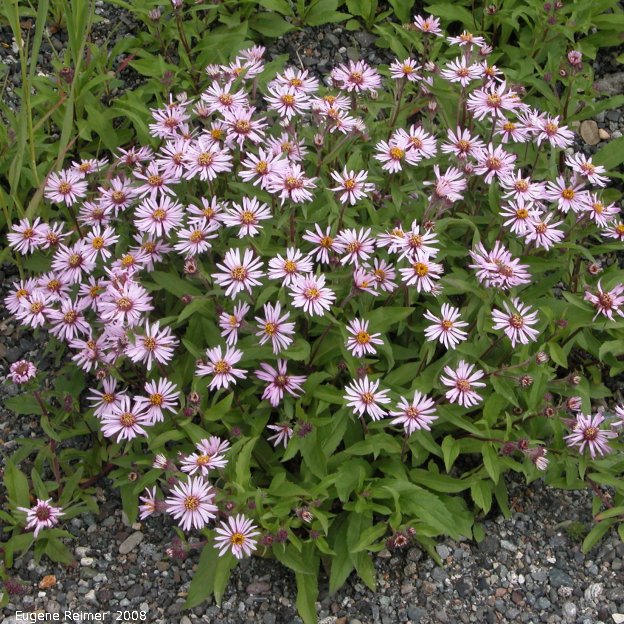 IMG 2008-Jul08 at AlaskaHwy NW of BeaverCreek-YT:&nbsp; Siberian aster (Eurybia sibirica) clump