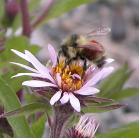 2008jul08 at AlaskaHwy NW of BeaverCreek-YT:  Bumblebee-red-abdomen=Bombus melanopygus on SiberianAster