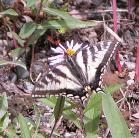 Tiger swallowtail butterfly: male on SiberianAster