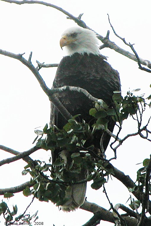 IMG 2008-Jul08 at a dump-road NW of BeaverCreek-YT:  Bald eagle (Haliaeetus leucocephalus)