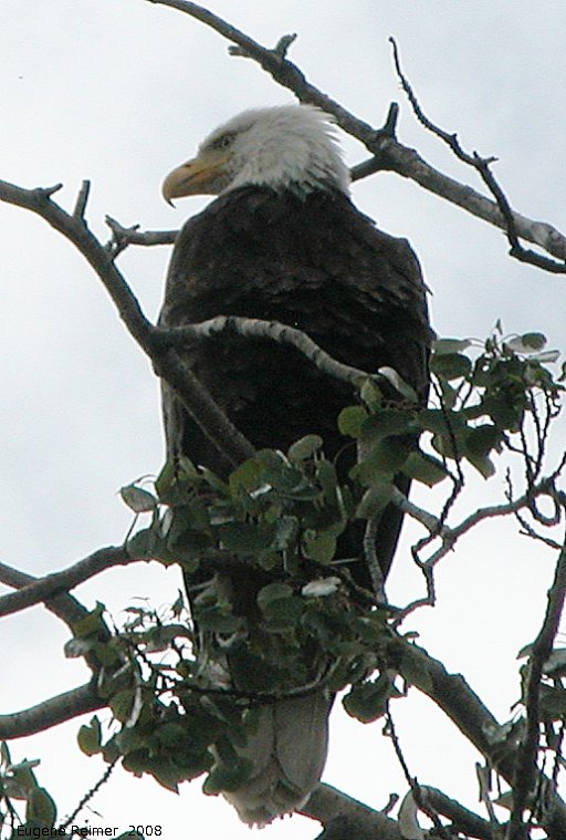 IMG 2008-Jul08 at a dump-road NW of BeaverCreek-YT:&nbsp; Bald eagle (Haliaeetus leucocephalus)