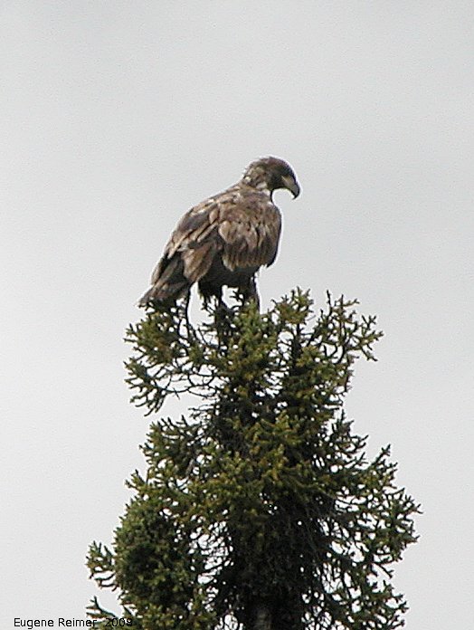 IMG 2008-Jul08 at a dump-road NW of BeaverCreek-YT:  Bald eagle (Haliaeetus leucocephalus) immature