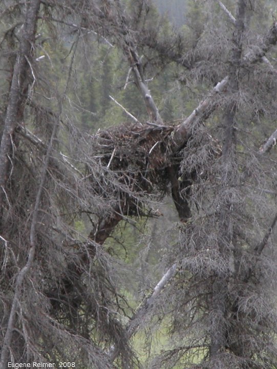 IMG 2008-Jul08 at AlaskaHwy NW of BeaverCreek-YT:&nbsp; Bird (Aves sp) nest among drunken trees