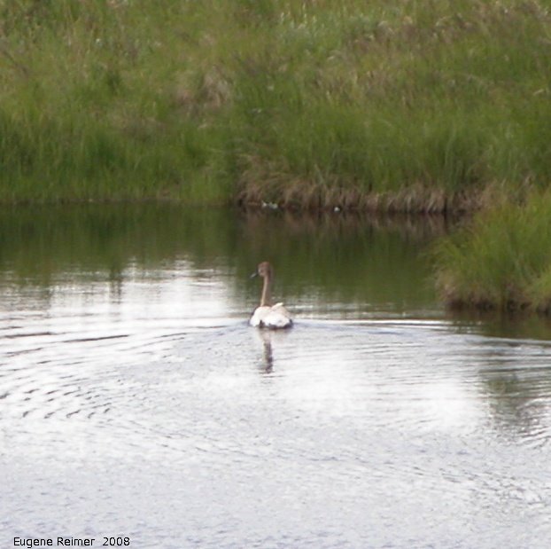 IMG 2008-Jul08 at AlaskaHwy NW of BeaverCreek-YT:  Trumpeter swan (Cygnus buccinator) immature