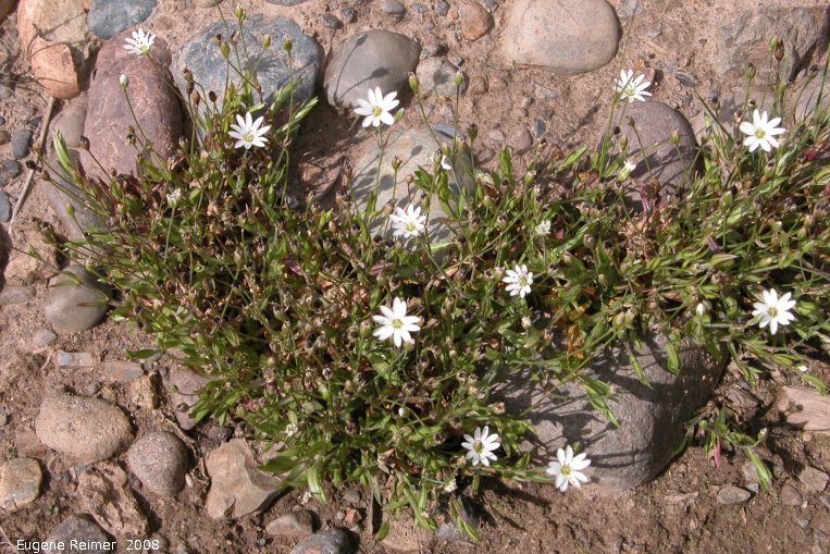 IMG 2008-Jul08 at AlaskaHwy NW of BeaverCreek-YT:&nbsp; Long-stalked chickweed (Stellaria longipes) clump