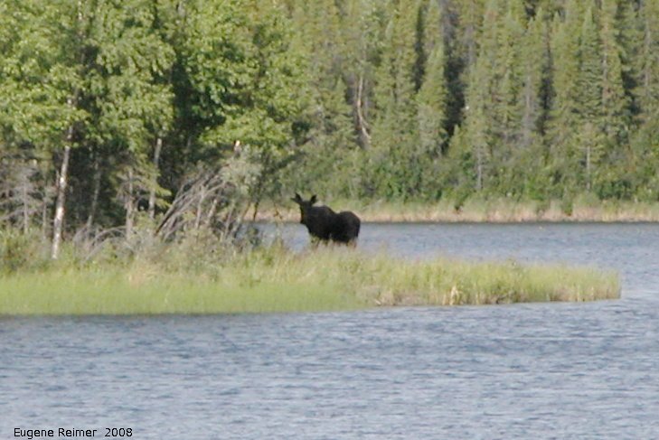 IMG 2008-Jul08 at near SnagJunction-YT:  Moose (Alces alces) very distant