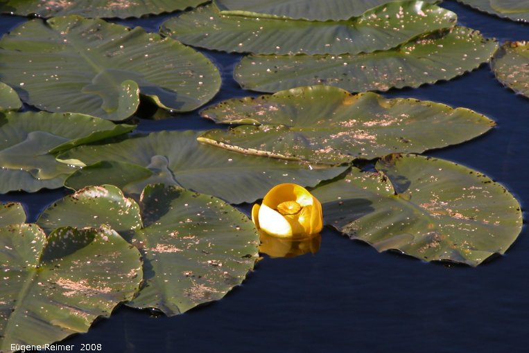 IMG 2008-Jul08 at near SnagJunction-YT:  Yellow pond-lily (Nuphar lutea) flower+leaves