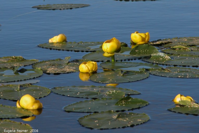 IMG 2008-Jul08 at near SnagJunction-YT:  Yellow pond-lily (Nuphar lutea) many