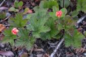Stemless arctic raspberry: plant with fruit