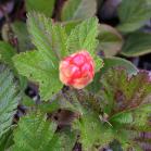 Stemless arctic raspberry: fruit