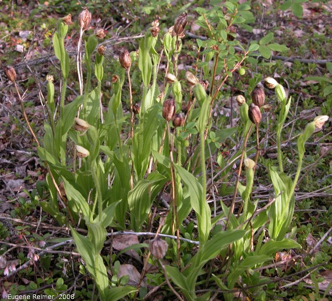 IMG 2008-Jul08 at near SnagJunction-YT:  Sparrow-egg ladyslipper (Cypripedium passerinum) clump with pods+flowers