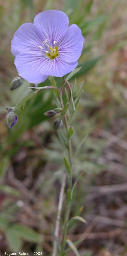 IMG 2008-Jul09 at DukeMeadow SE of BeaverCreek-YT:&nbsp; Wild flax (Linum lewisii)