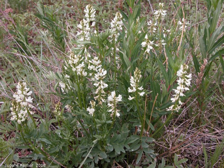 IMG 2008-Jul09 at DukeMeadow SE of BeaverCreek-YT:  Mackenzies hedysarum (Hedysarum mackenzii) white form