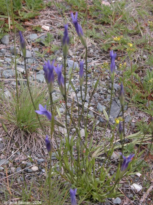 IMG 2008-Jul09 at DukeMeadow SE of BeaverCreek-YT:&nbsp; Windmill fringed-gentian (Gentianopsis detonsa) plant