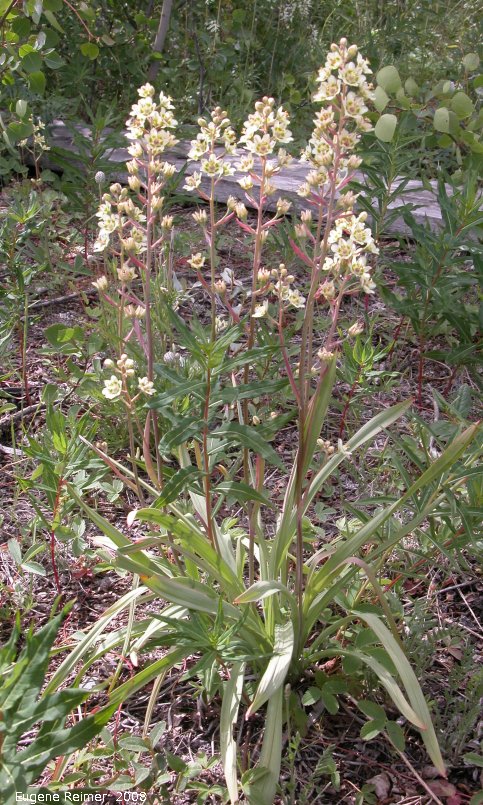 IMG 2008-Jul09 at DukeMeadow SE of BeaverCreek-YT:  Smooth death-camas (Zigadenus elegans) plant