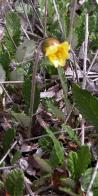 Yellow mountain-avens=Dryas drummondii: plant with flower
