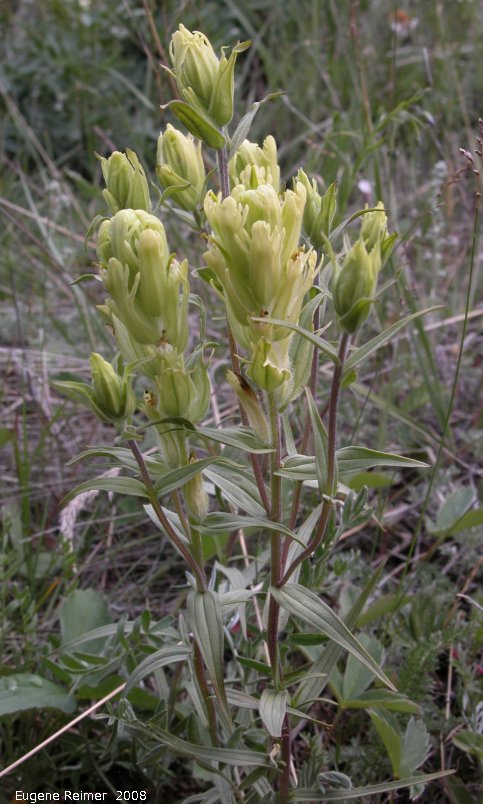 IMG 2008-Jul09 at DukeMeadow SE of BeaverCreek-YT:&nbsp; Pale paintbrush (Castilleja pallida) plant