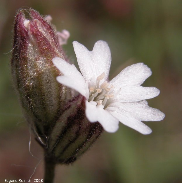 IMG 2008-Jul09 at DukeMeadow SE of BeaverCreek-YT:&nbsp; Arctic catchfly (Silene involucrata) flower