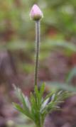Cut-leaf anemone=Anemone multifida: plant