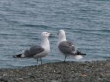 Seagull: pair beside lake